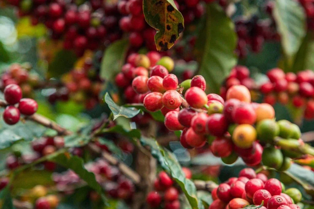 coffeegrowing ,coffee cherries,
Coffee cherries on a branch with green leaves.